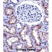 NADPH Oxidase 4 (NOX4) Antibody