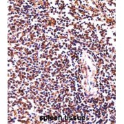 Hematopoietic Lineage Cell-Specific Protein (HCLS1) Antibody