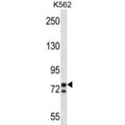 Proprotein Convertase Subtilisin/Kexin Type 7 (PCSK7) Antibody