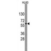 Nucleostemin (NS) Antibody