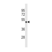 Synaptotagmin 5 (SYT5) Antibody