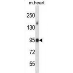 Mouse Mlk4 Antibody