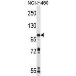 Roquin 1 (RC3H1) Antibody