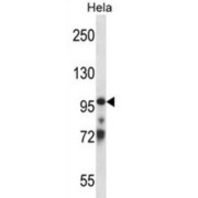 Transcription Elongation Factor B Subunit 3 (TCEB3) Antibody