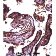 Junctional Adhesion Molecule 2 (JAM2) Antibody