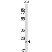 B-Cell Receptor Associated Protein 29 (BCAP29) Antibody