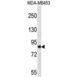 OTU7B Antibody