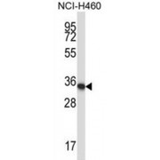 Homeobox Protein Hox-A11 (Hoxa11) Antibody