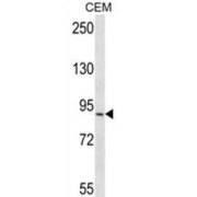 RRP1B Antibody