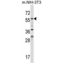 Myc Box-Dependent-Interacting Protein 1 (BIN1) Antibody