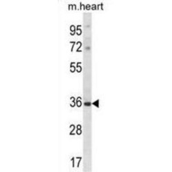 Distal-Less Homeobox 5 (DLX5) Antibody