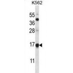 Protein Mago Nashi Homolog (MAGOH) Antibody