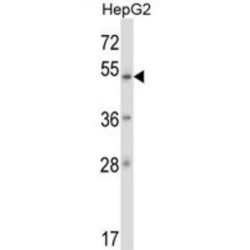 Zinc Finger Protein 207 (ZNF207) Antibody