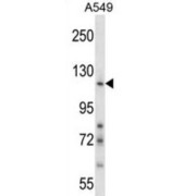 Nidogen 1/Entactin (NID1) Antibody