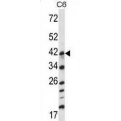 Dual Specificity Mitogen-Activated Protein Kinase Kinase 3 (Map2k3) Antibody