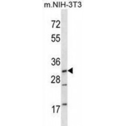 Dual Specificity Mitogen-Activated Protein Kinase Kinase 3 (Map2k3) Antibody