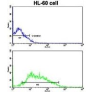 Borealin (CDCA8) Antibody