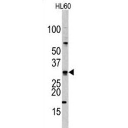 Borealin (CDCA8) Antibody