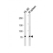 PR/SET Domain 1 (PRDM1) Antibody