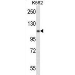 Ubiquitin Like Modifier Activating Enzyme 1 (UBA1) Antibody