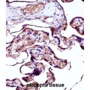 Neural Precursor Cell Expressed, Developmentally Down-Regulated 9 (NEDD9) Antibody