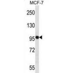 Neural Precursor Cell Expressed, Developmentally Down-Regulated 9 (NEDD9) Antibody