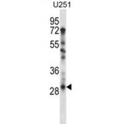 TATA-Box Binding Protein Associated Factor 9 (TAF9) Antibody