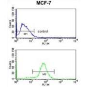 CCR4-NOT Transcription Complex Subunit 4 (CNOT4) Antibody