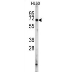 Phosphodiesterase 8A (PDE8A) Antibody