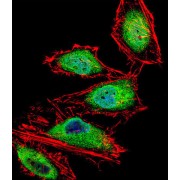 Runt Related Transcription Factor 3 (RUNX3) Antibody