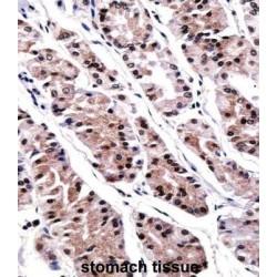 Runt Related Transcription Factor 3 (RUNX3) Antibody