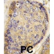 Latexin (LXN) Antibody