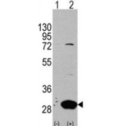 Latexin (LXN) Antibody