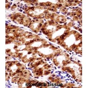 Paired Box Protein Pax-7 (PAX7) Antibody