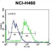 Multiple Inositol Polyphosphate Phosphatase 1 (MINPP1) Antibody