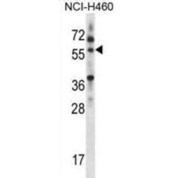 Multiple Inositol Polyphosphate Phosphatase 1 (MINPP1) Antibody