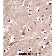 C4orf49 Antibody