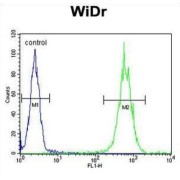 Aldehyde Dehydrogenase 5 Family Member A1 (ALDH5A1) Antibody