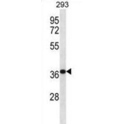 Mortality Factor 4 Like 2 (MORF4L2) Antibody