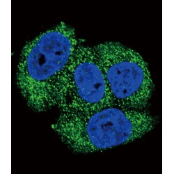 Alkaline Phosphatase, Tissue-Nonspecific Isozyme (ALPL) Antibody