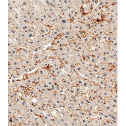 Alkaline Phosphatase, Tissue-Nonspecific Isozyme (ALPL) Antibody