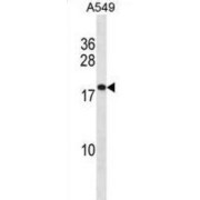 Prostaglandin E Synthase 3 (PTGES3) Antibody