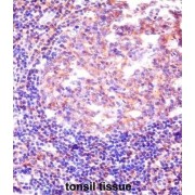 RNA-Binding Protein 12 (RBM12) Antibody