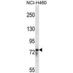 RNA-Binding Protein 12 (RBM12) Antibody