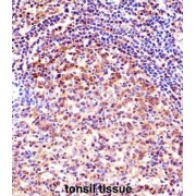 Transcription Elongation Factor A Protein 1 (TCEA1) Antibody