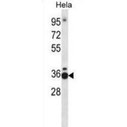 Transcription Elongation Factor A Protein 1 (TCEA1) Antibody