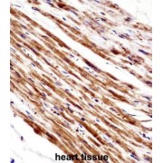 Phospholipase A2, Group V (PLA2G5) Antibody