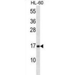 Phospholipase A2, Group V (PLA2G5) Antibody