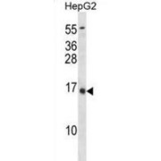 Osteocalcin (BGLAP) Antibody