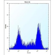 TGFB Induced Factor Homeobox 2 (TGIF2) Antibody